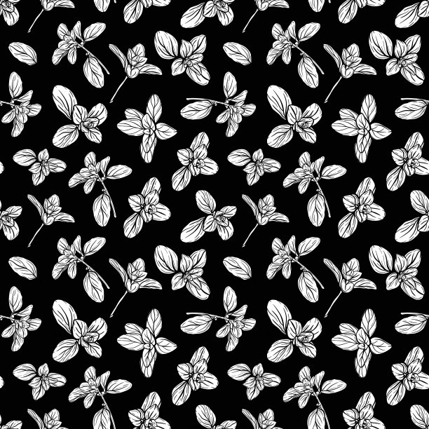 罗勒的模式。意大利草药。一枝马郁兰图片下载