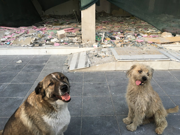 两只流浪狗在一幢已拆除的建筑物前。图片下载