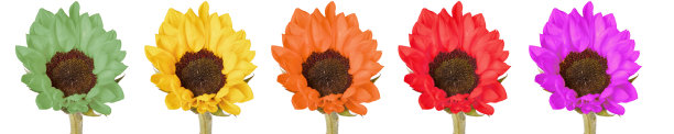 彩虹颜色的向日葵图片下载