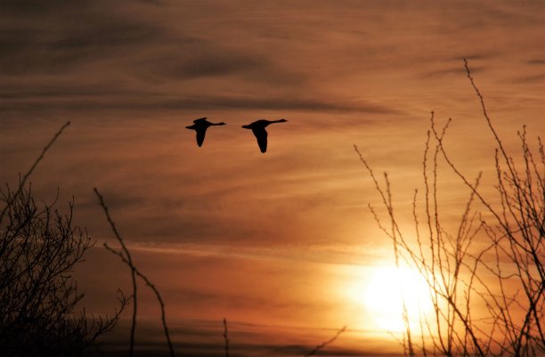 早春过鹅图片下载