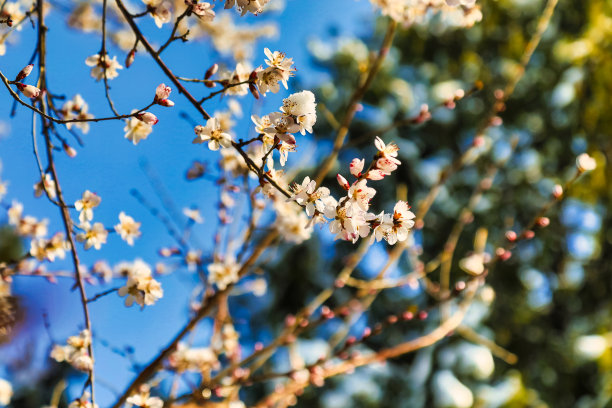 春天的花朵图片下载