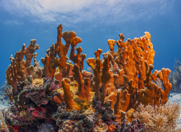 加勒比珊瑚花园图片下载