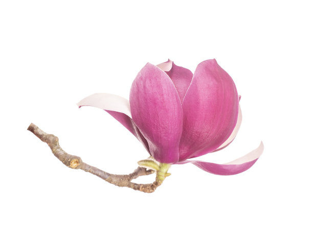 白玉兰花孤立在白色上图片下载