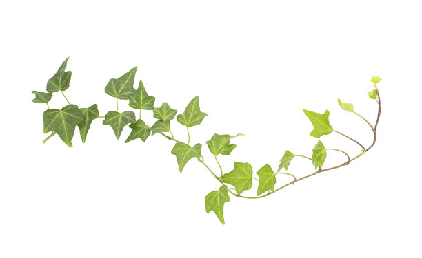 常春藤叶子孤立在白色上图片下载