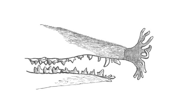 一个星形鼻子鼹鼠鼻子的特写，一个古董雕刻插图图片下载