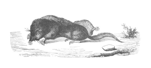 星鼻鼹鼠，古董雕刻插图图片下载