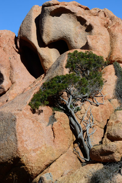 这棵树生长在卡帕内迪海岸的岩石中图片下载
