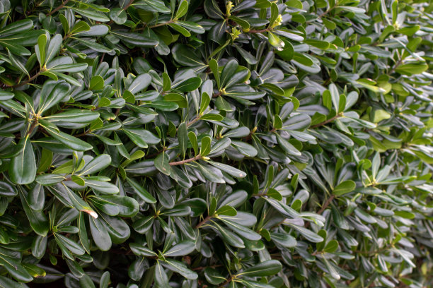 海棠或澳大利亚月桂属植物图片下载