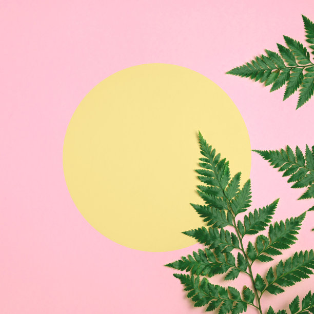 新鲜的绿色蕨类植物分枝在亮粉红色背景与黄色圆圈为文本。天然蕨类植物叶片模板。最小的夏季概念在柔和的颜色。平面，复制空间，俯视图。广场的照片图片下载