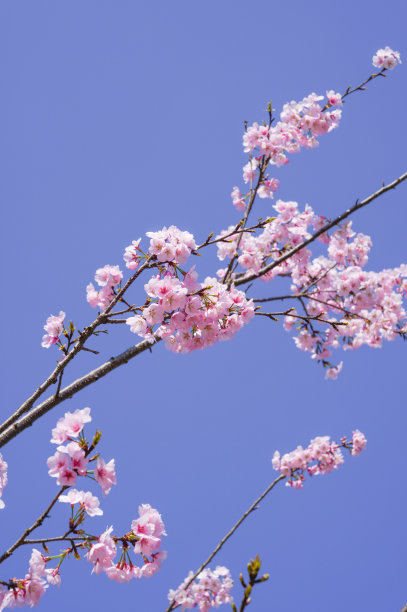 樱花图片下载