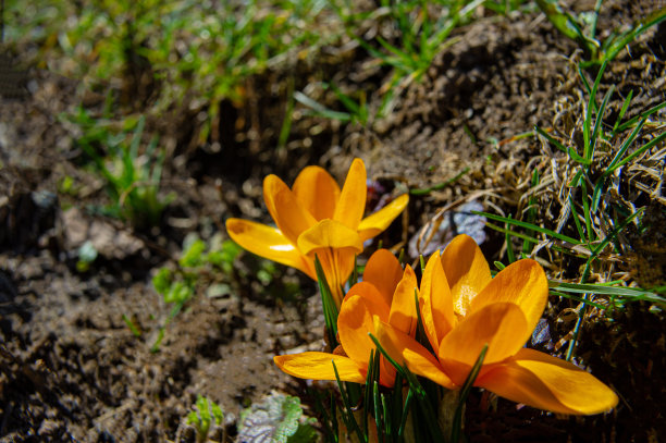 花园里的地上有黄色的番红花。图片下载