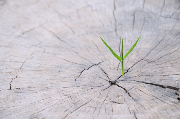 一棵小树长成一个棕色的树桩，给了弱势群体成长机会的概念图片下载