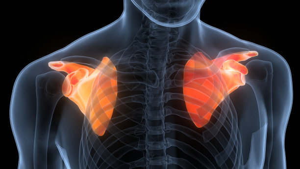 人体骨骼系统肩胛骨关节解剖图片下载