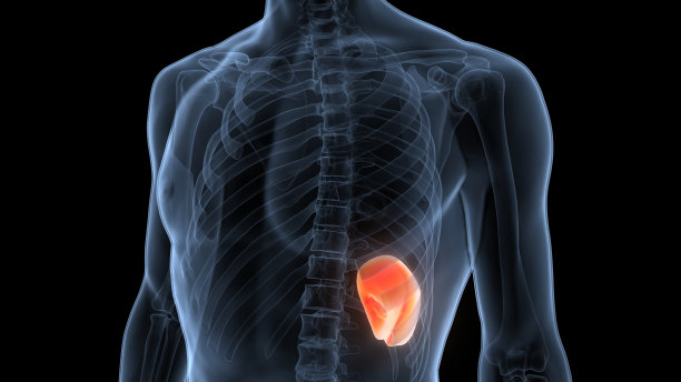 人体内脏器官脾脏解剖图片下载