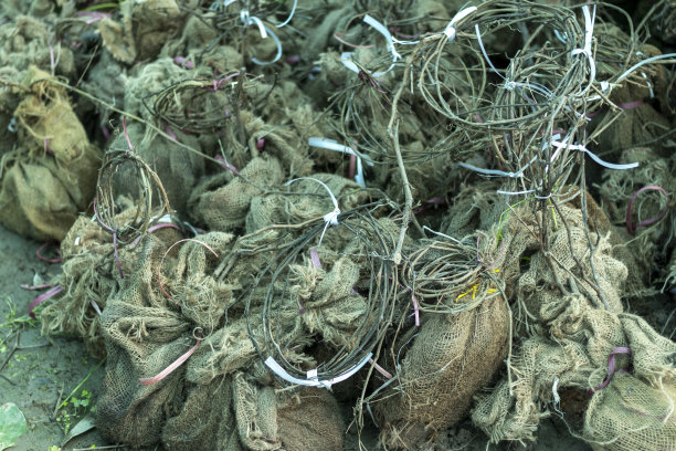 裸根的葡萄藤植物图片下载