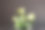 三角榕椰浆品种，在玻璃上移植，近距离叶片在窗台上明亮的阳光与阴影。盆栽室内植物，绿色家居装饰，护理和栽培图片下载