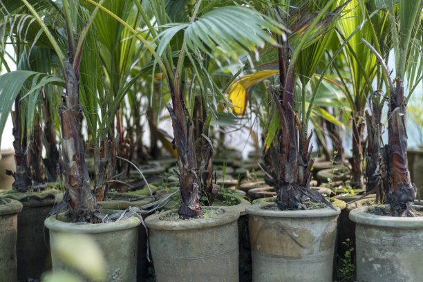 在温室的陶罐中种植的扇棕榈图片下载
