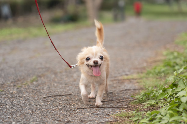 可爱的棕色吉娃娃宠物狗带在公园里。概念带宠物散步，宠物快乐图片下载