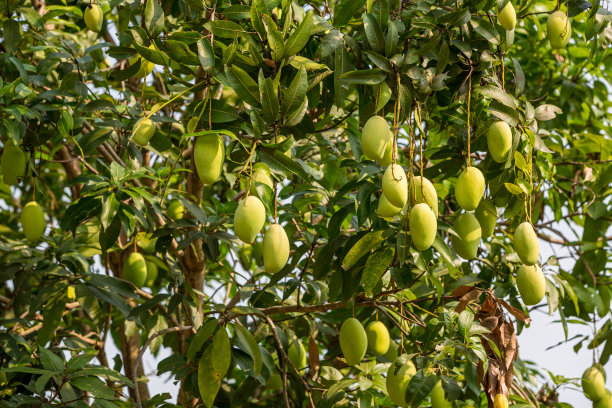 绿色芒果挂，芒果田，芒果农场。农业观念，农业产业观念。花园里树上的芒果果实，一串串成熟的绿色芒果。图片下载