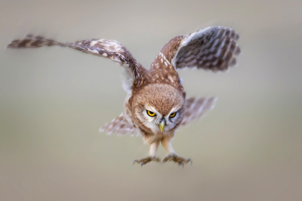 猫头鹰飞行。小猫头鹰。自然背景。图片下载
