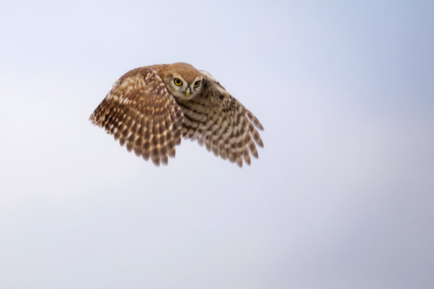 猫头鹰飞行。小猫头鹰。自然背景。图片下载