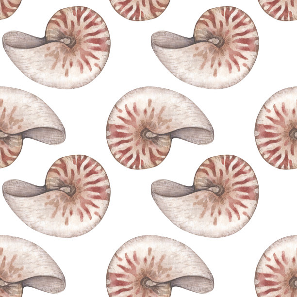 水彩无缝图案与老式鹦鹉螺壳孤立在白色背景。海洋集合。图片下载