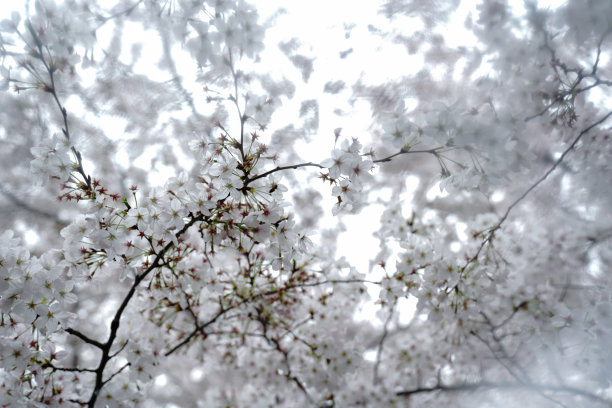 樱花还是樱花盛开图片下载