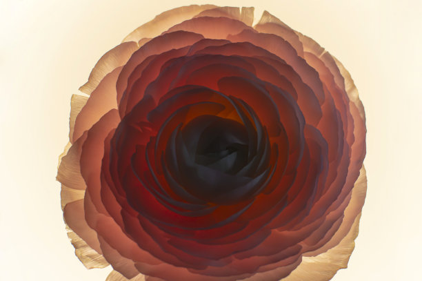 背光毛茛花头的细节图片下载