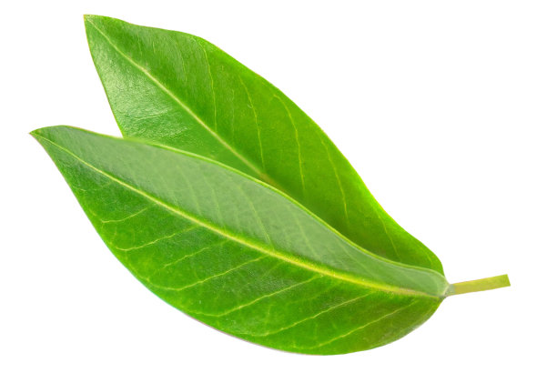 绿色的叶子孤立在白色背景，俯视图。柑橘叶顶部视图”n图片下载