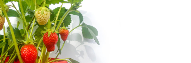 草莓植物的红色花盆在全景白色背景上图片下载