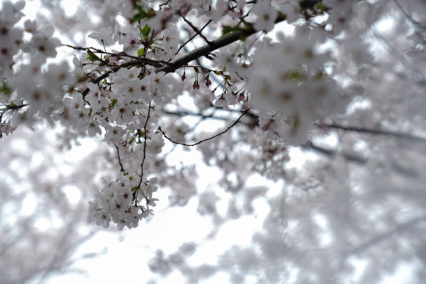 樱花还是樱花盛开。图片下载