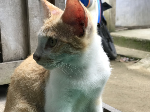 美丽的白色可爱的猫为传单，海报，广告等图片下载