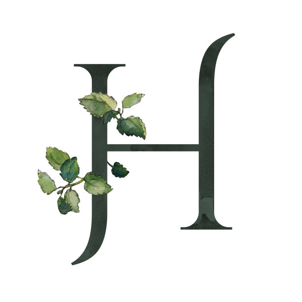 黑色字母H符号与绿色的梅利莎小枝图片下载