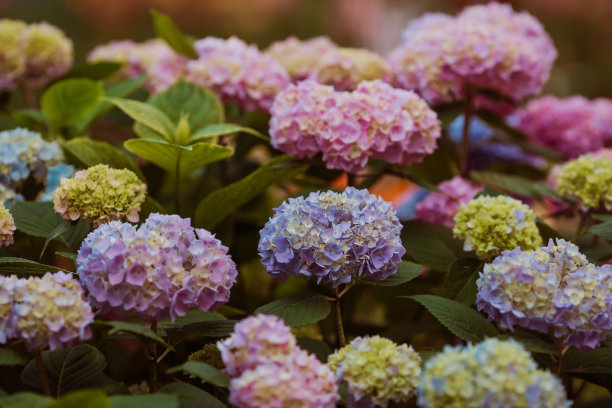 夏日照片或背景与五彩缤纷的花朵。美丽的自然景观与一棵开花的树。美丽健康的绣球花，在蓝色、粉色和紫色的阴影下盛开。图片下载