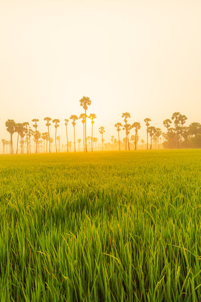 清晨的田野和棕榈树，亚洲巴尔米拉棕榈树线或糖棕榈和绿色的稻田图片下载