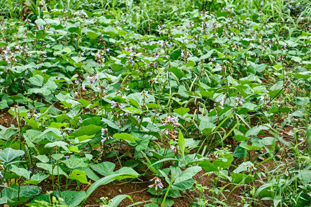 豆薯花园图片下载
