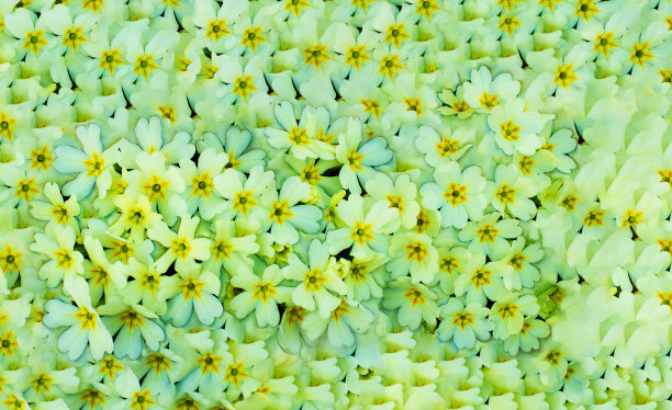 美丽的背景，黄色的春花图片下载