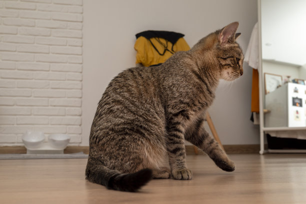 宠物小猫姿势图片下载