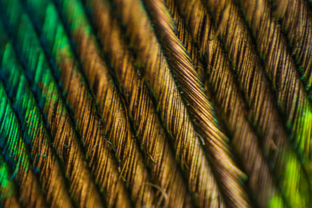 孔雀羽毛的各种观点图片下载