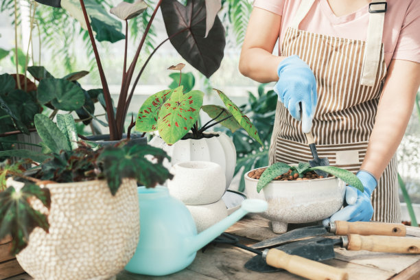 一名年轻女子向一株绿色植物弯腰。图片下载
