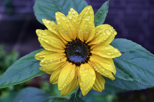 雨后的小向日葵图片下载