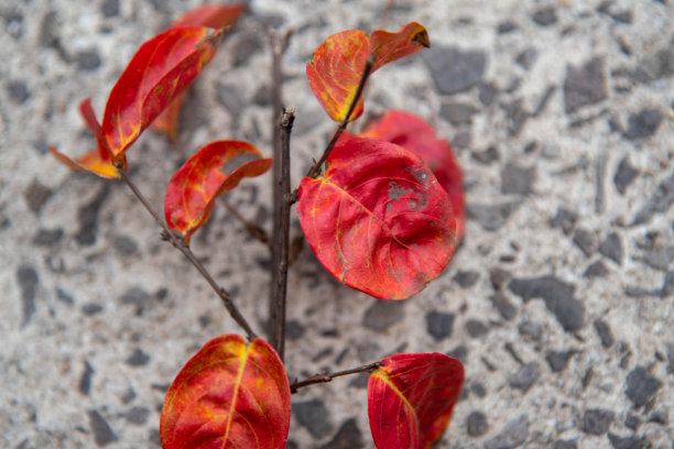 混凝土背景上的红花图片下载