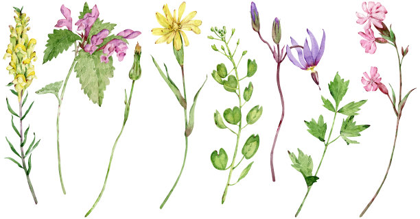 水彩野花。美丽的草甸花孤立在白色的背景上。长茎印花。图片下载