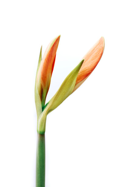 在白色背景上含苞待放的孤挺花，特写图片下载
