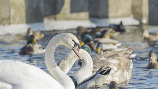 天鹅的脖子形成了心的轮廓。冰冻的河流上的天鹅和鸭子。图片下载