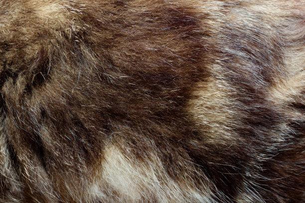 棕色动物皮毛纹理背景照片。图片下载