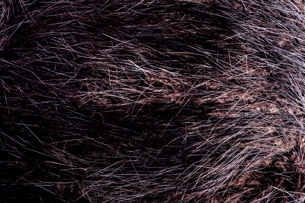 棕色动物皮毛和头发纹理背景照片。图片下载