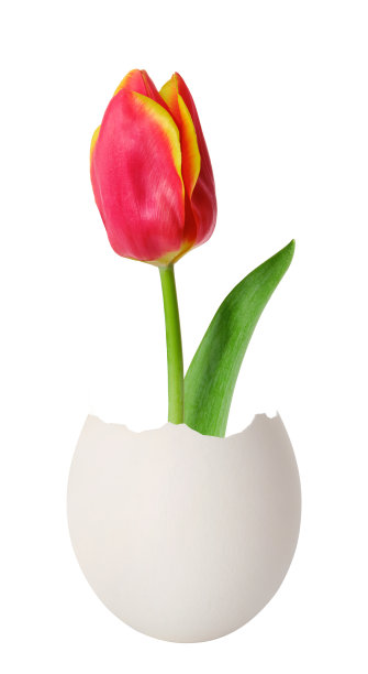 快乐复活节创意理念。红色郁金香从一个鸡蛋隔离在白色图片下载