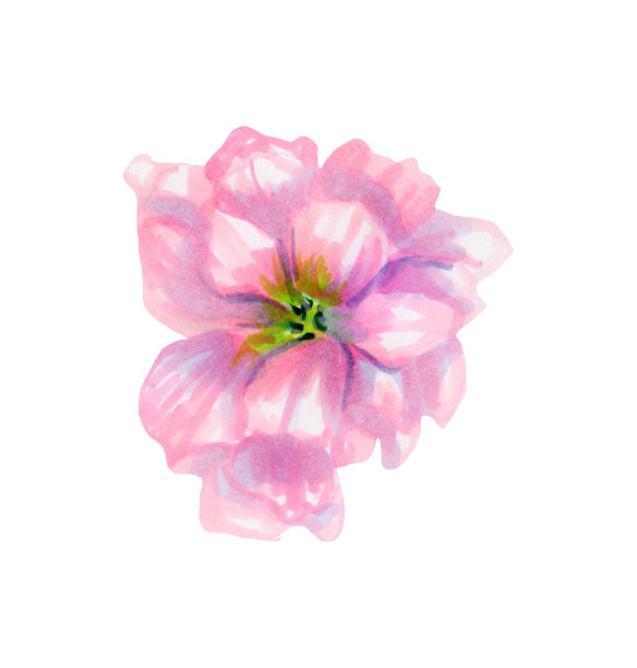 水彩手绘插图与kalaneflower。植物插图。春天或夏天的鲜花邀请，婚礼或贺卡图片下载