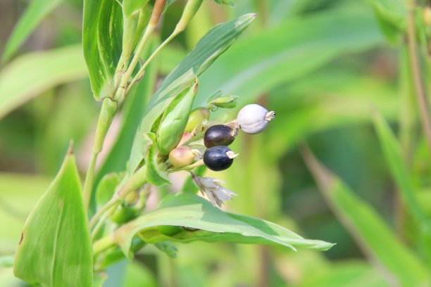 成熟的约伯的眼泪的种子和叶子。图片下载